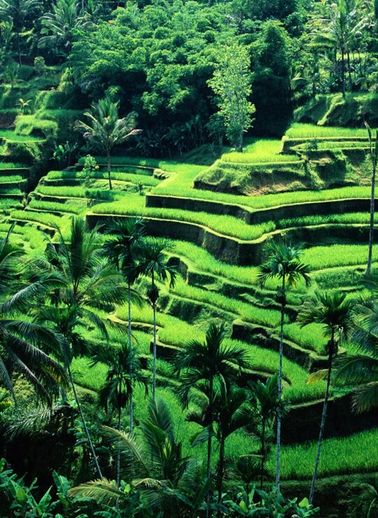 Ubud