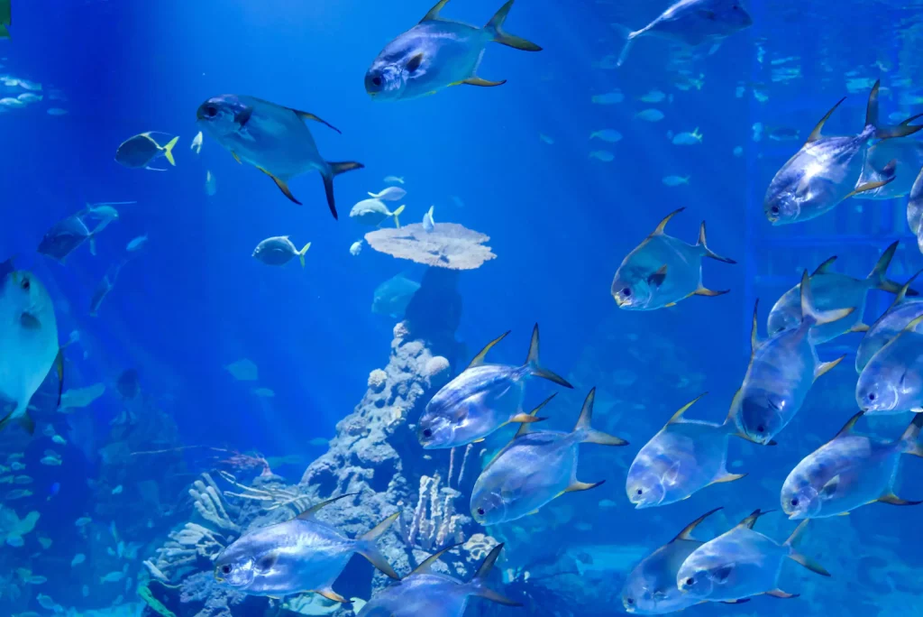 Marine Safari Bali: A First-Class Marine Park in Gianyar
