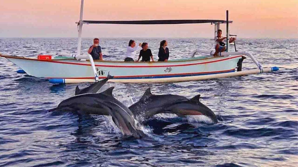 dolphin in bali